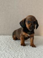 mooie  Dwergteckel Kaninchen reutjes mogen het nest verlaten, Dieren en Toebehoren, Honden | Teckels en Dashonden, Parvo, 8 tot 15 weken