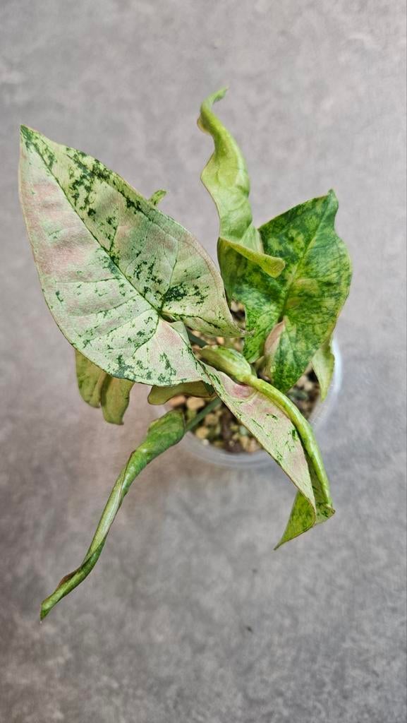 Syngonium Milk Confetti Tricolor, Ophalen of Verzenden, Halfschaduw, Minder dan 100 cm