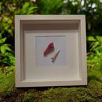 Gekristalliseerde schelpen & zee egel in witte lijst, Ophalen of Verzenden, Hout, Minder dan 50 cm, Minder dan 50 cm