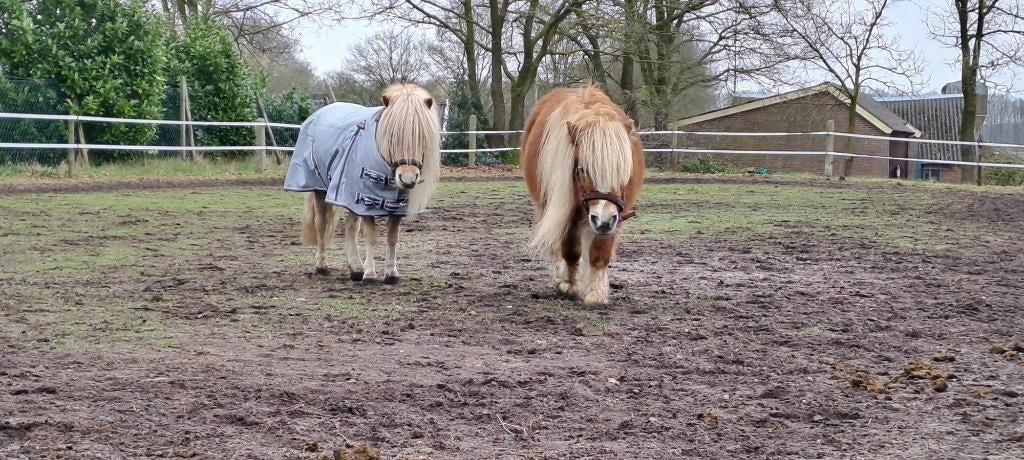 2 Lieve shetlanders zoeken een liefdevol huisje, Dieren en Toebehoren, Pony's, Niet van toepassing, A pony (tot 1.17m), 3 tot 6 jaar