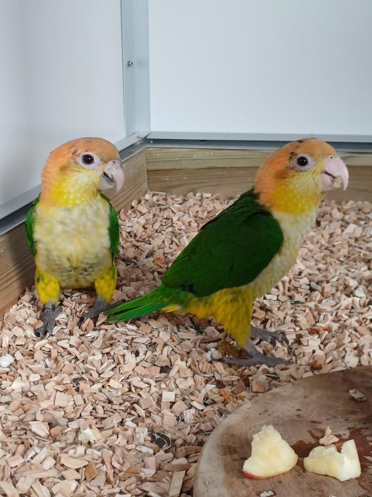 Mooi jong onverwant koppel Roestkop Caiques, Dieren en Toebehoren, Meerdere dieren, Papegaai, Geringd