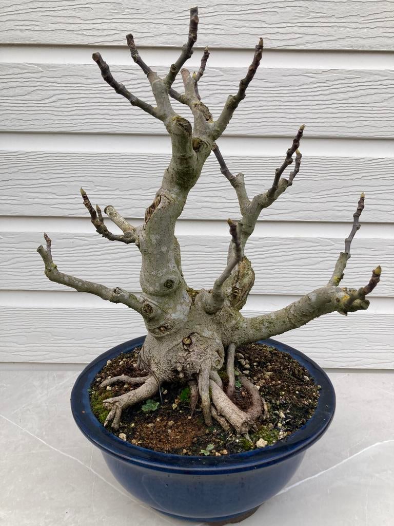 Bonsai Ficus Carica vijgenboom, Bloeit niet, Overige soorten, Minder dan 100 cm, Ophalen