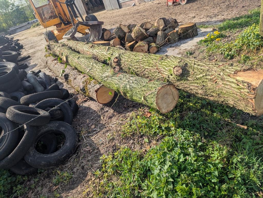 Te koop: 5 eiken stammen, Minder dan 3 m³, Ophalen of Verzenden