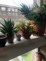 Aloe vera medicinale vanaf 10 Euro, Ophalen