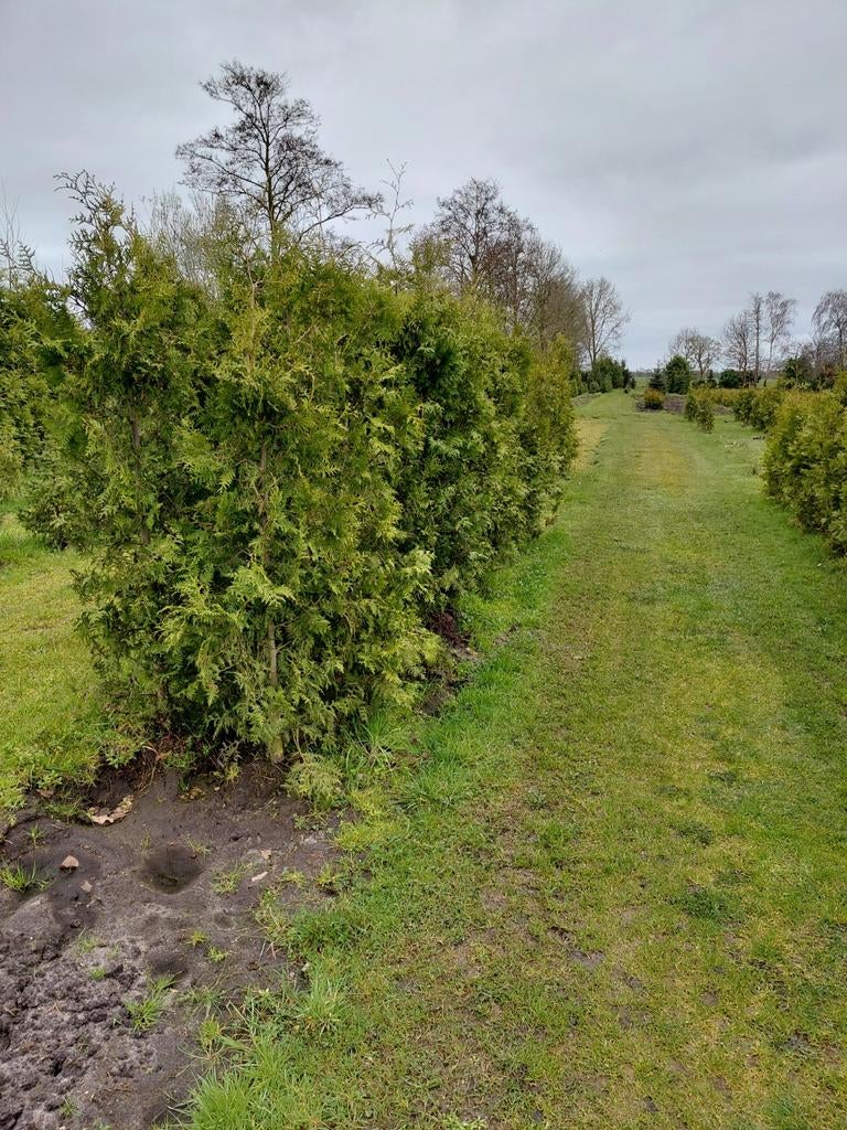 Coniferen thuja brabant 250 hoog., Ophalen of Verzenden, Conifeer, 100 tot 250 cm