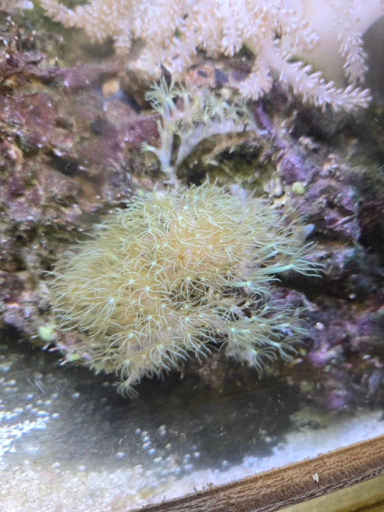 Te ruil stekken sterpoliep, Overige typen, Zoutwatervis