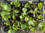 Asarum europaeum Mansoor, Ophalen of Verzenden, Zo goed als nieuw, Tak, Plant, Rots of Steen