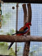 Rosella man uit 2020