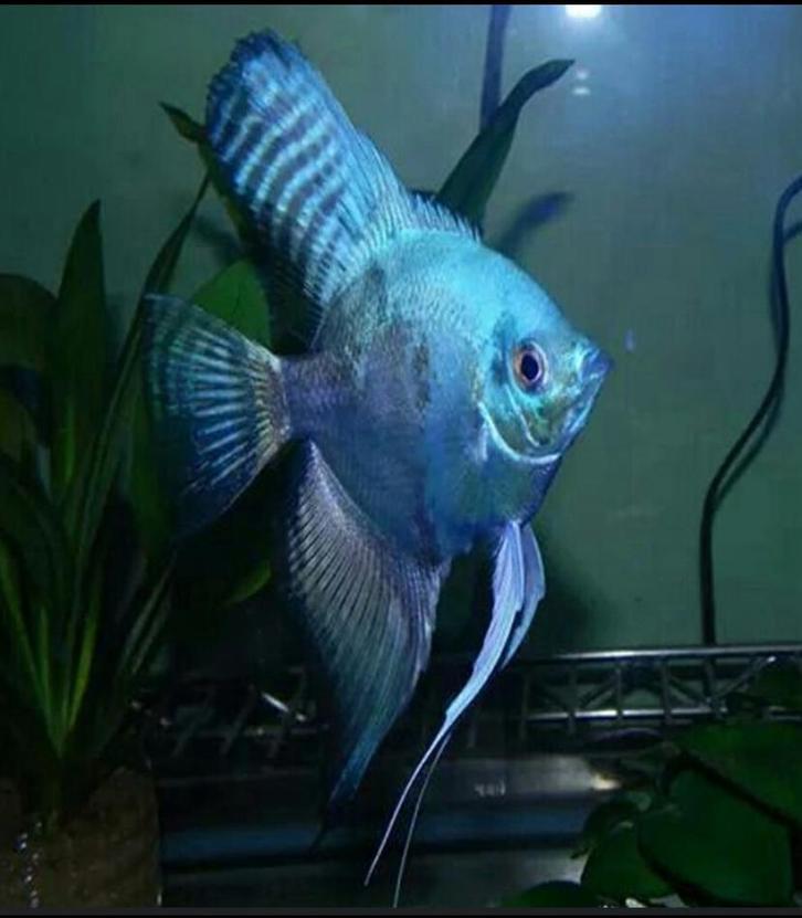 Maanvis Pinoy Pairaba blue,, Dieren en Toebehoren, Vissen | Aquariumvissen, Zoetwatervis, Vis, Schoolvis