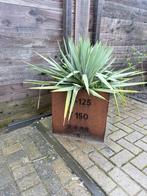 Stalen platen bak van 50x50x50, Ophalen, Minder dan 60 cm, Vierkant, Zo goed als nieuw