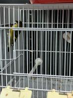 Sijzen, Dieren en Toebehoren, Meerdere dieren, Tropenvogel