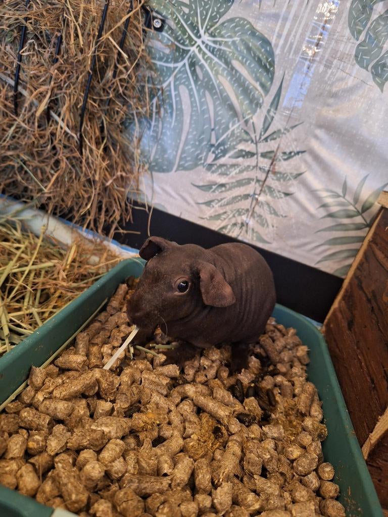 Prachig skinny zeugje, Cavia, Februari, Vrouwelijk, Tam