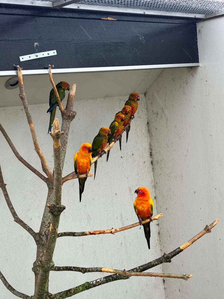 5 zonparkieten te koop van 2025, Dieren en Toebehoren, Mannelijk, Parkiet, Geringd