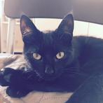 Lieve zwarte poes, Dieren en Toebehoren, Katten en Kittens | Overige Katten, Poes