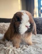 Super lieve minilop ram met stamboom 🤎, Dieren en Toebehoren, Mannelijk, Dwerg