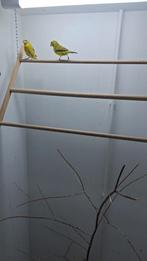 Zwavelgele dikbekcini, Dieren en Toebehoren, Vogels | Overige Vogels, Meerdere dieren