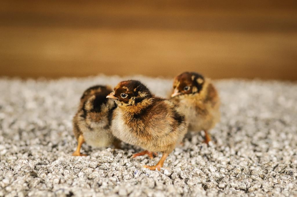 Barnevelder groot kippen kuikens | Gesekst en Ingeënt, Vrouwelijk, Kip