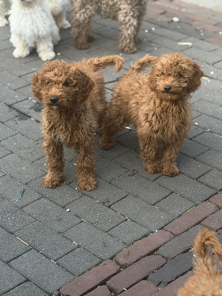 Maltipoo pups, maltezer x toy poedel, Parvo, Nederland, Overige rassen, 8 tot 15 weken