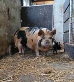 Kune kune zeugje, Dieren en Toebehoren, Vrouwelijk, Varken, 0 tot 2 jaar