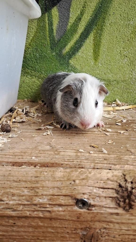 Jonge beertjes, Dieren en Toebehoren, Knaagdieren, Mannelijk, Cavia, Maart, Tam