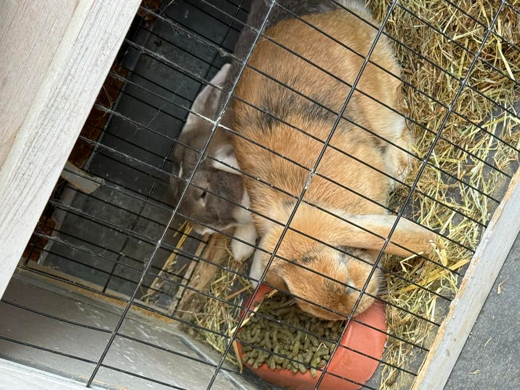 2 konijnen incl toebehoren, Mannelijk