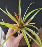 Tillandsia flabellata 5.5cm pot, Huis en Inrichting, Kamerplanten, Ophalen of Verzenden, Halfschaduw, Minder dan 100 cm