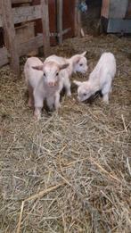 Aangeboden: 3 Dwerggeit lammetjes, Vrouwelijk, Geit