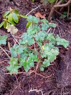 Gratis planten, Tuin en Terras, Planten | Tuinplanten, Volle zon, Vaste plant, Herfst, Ophalen