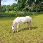 Fitte 20-jarige welsh A pony, Merrie, A pony (tot 1.17m), 11 jaar of ouder, Recreatiepony