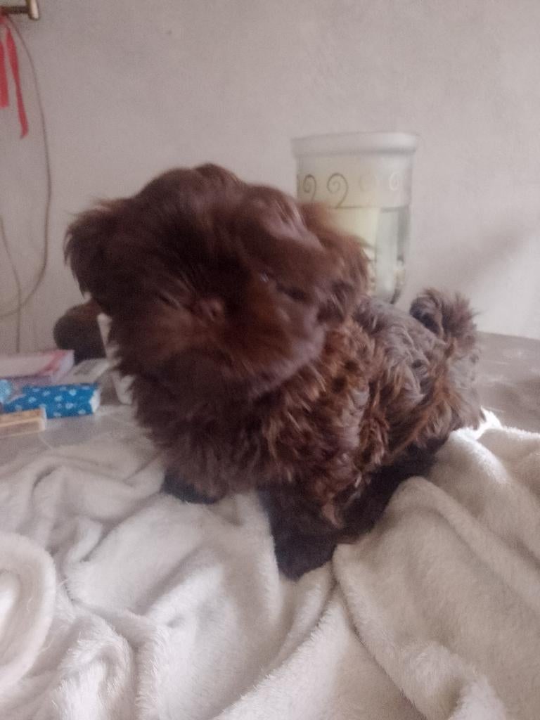 Originele Choco-puppie kleinblijvend   foto 4 en 5 ouders, 8 tot 15 weken, Parvo, Eén hond, Nederland