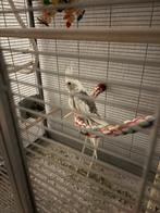 Valkparkieten met kooi, Dieren en Toebehoren, Vogels | Parkieten en Papegaaien, Meerdere dieren, Parkiet, Geringd