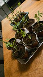 Tomaten plantjes, Ophalen, Halfschaduw, Minder dan 100 cm