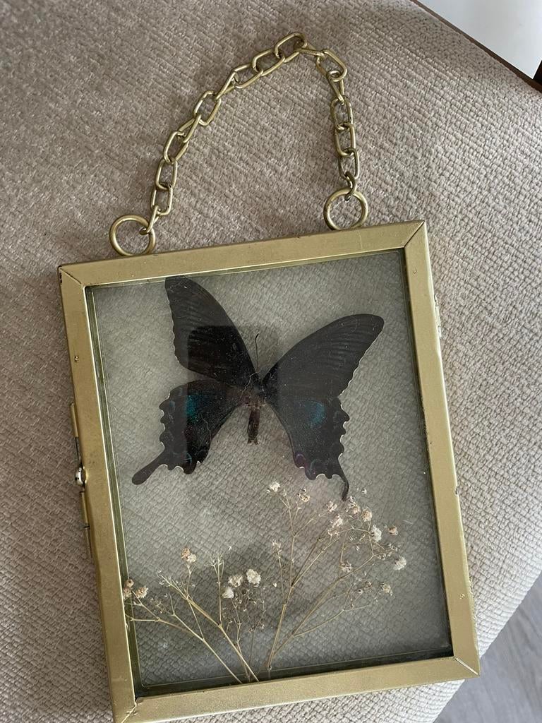 Vlinder in fotolijst, Ophalen of Verzenden, Zo goed als nieuw, Metaal of Aluminium, Minder dan 50 cm