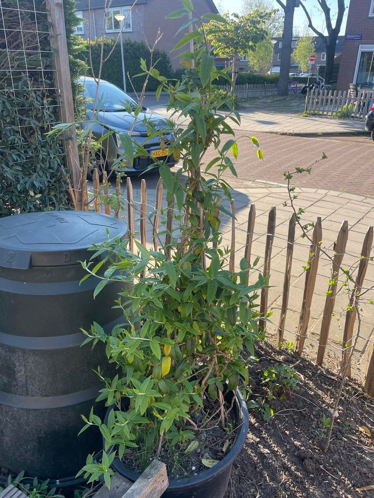 2x Wintergroene Lonicera Henryi (Kamperfoelie), Tuin en Terras, Planten | Tuinplanten, Ophalen, Vaste plant, Halfschaduw, Klimplanten