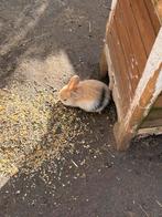 Prachtige jonge konijntjes, Dieren en Toebehoren, Konijnen, Meerdere dieren, Dwerg, Hangoor, 0 tot 2 jaar