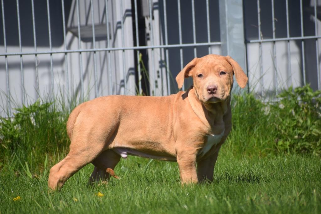 Amerikaanse American  bully pups, 15 weken tot 1 jaar, Overige rassen, Buitenland, Parvo
