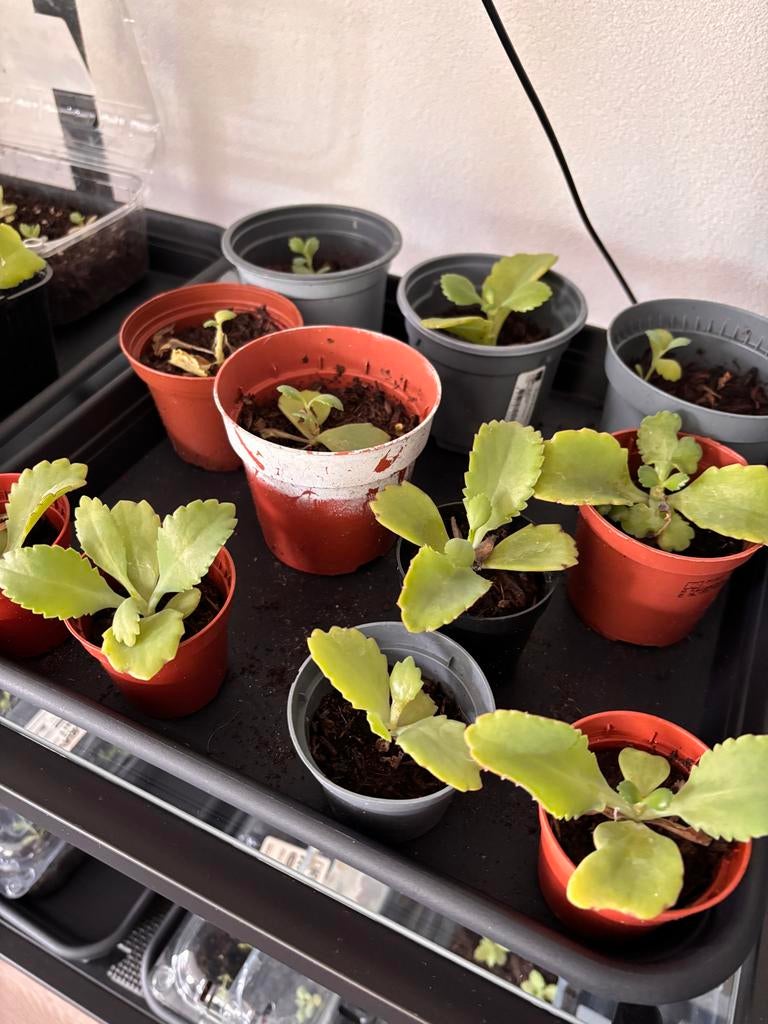 Babyplantjes van Mother of Thousands (Kalanchoe daigremontia, Volle zon, Vaste plant, Bloeit niet, Ophalen