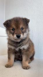 Miniature Coydog, Dieren en Toebehoren, Overige rassen, 8 tot 15 weken, Parvo, Meerdere