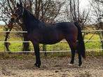 Elite merrie Uphill x Farrington, Merrie, Met stamboom, Dressuurpaard, L