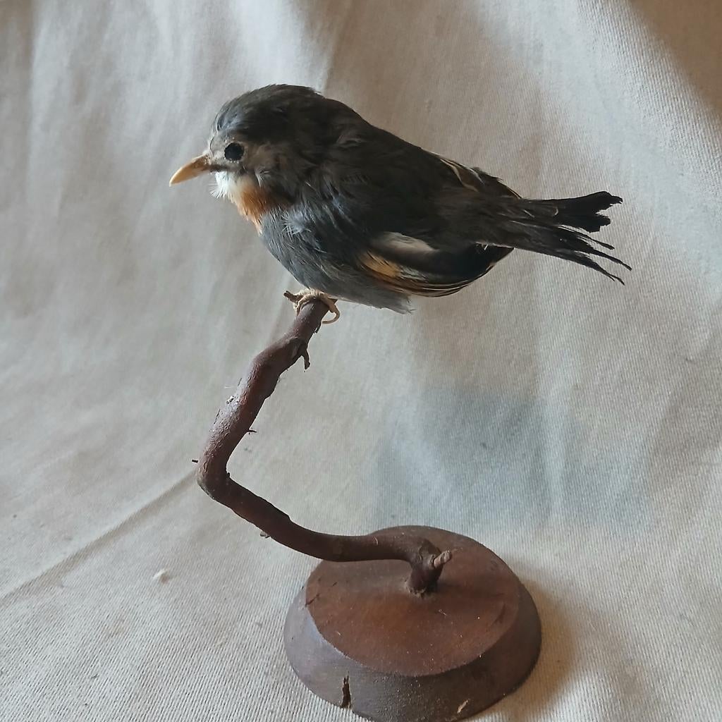 Opgezette Japanse Nachtegaal, vogel, zangvogel, Verzamelen, Ophalen of Verzenden, Gebruikt, Vogel, Opgezet dier