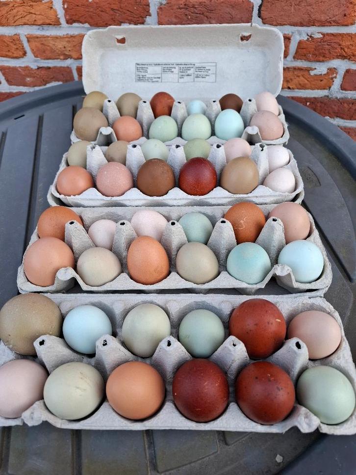 Broedeieren, Dieren en Toebehoren, Pluimvee, Kip, Geslacht onbekend