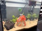 Aquarium, Dieren en Toebehoren, Vissen | Aquaria en Toebehoren, Ophalen of Verzenden, Zo goed als nieuw, Verlichting of Verwarming
