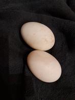 Eenden eieren, Ophalen