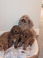 Cavapoo pups   toypoedel mini doodle, Dieren en Toebehoren, Poedel, Parvo, 8 tot 15 weken, Meerdere