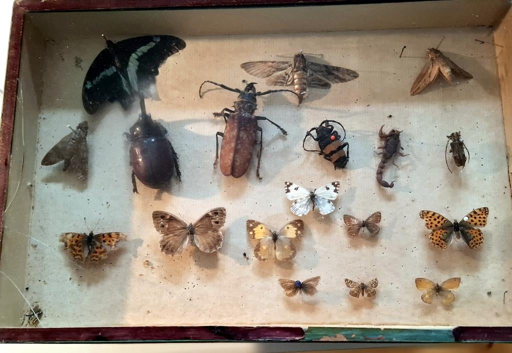 Oudere doos met vlinders en krekels, Verzenden, Gebruikt, Insect, Opgezet dier