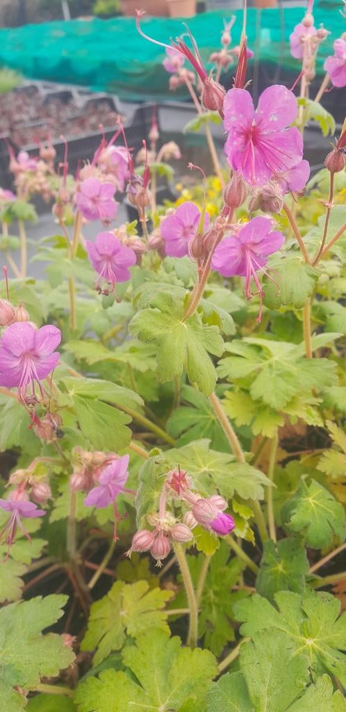 Geranium macrorrhizum (Ooievaarsbek), Ophalen of Verzenden, Overige soorten, Volle zon