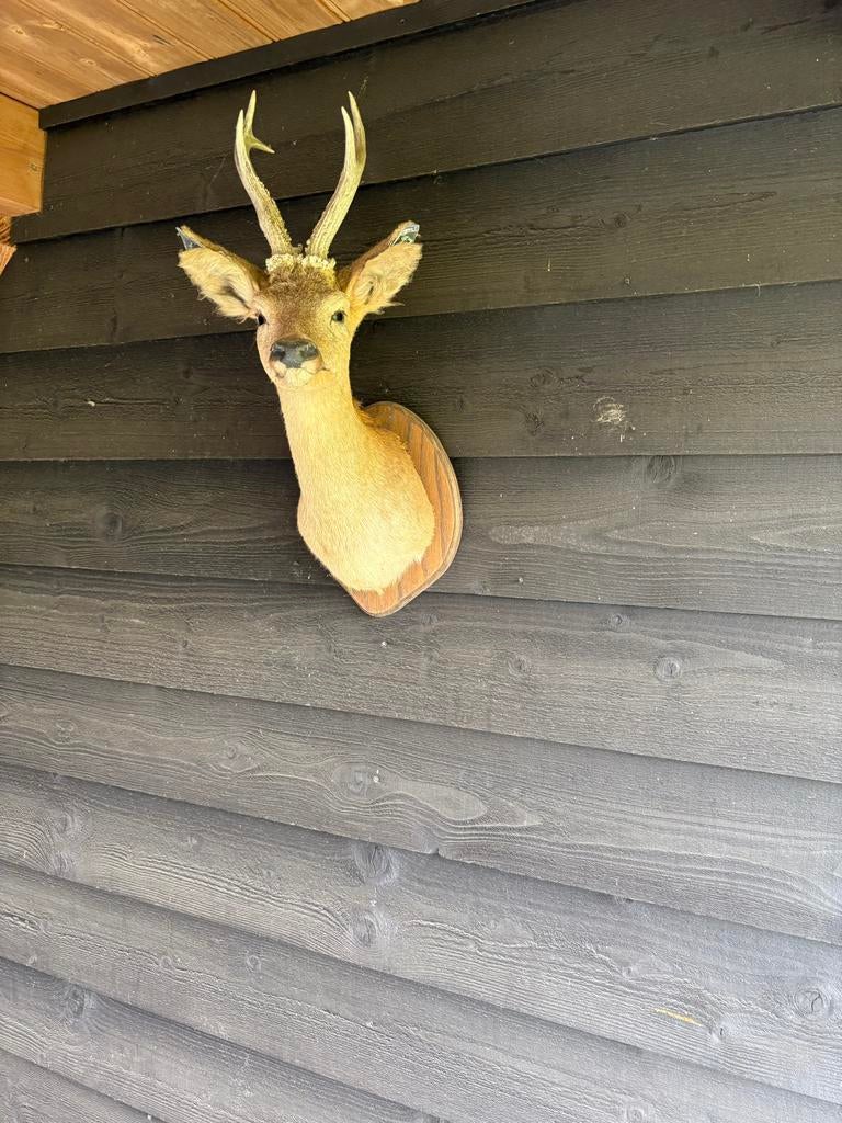 Opgezette reeënkop - Unieke wanddecoratie, Ophalen of Verzenden