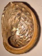 Abaloneschelp, Ophalen of Verzenden