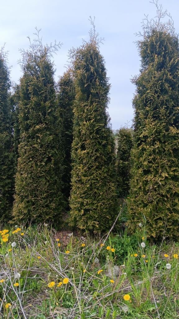 Thuja Brabant - 275cm+ Levensboom voor Privacyhaag, Overige soorten, Volle zon, Vaste plant, Ophalen of Verzenden