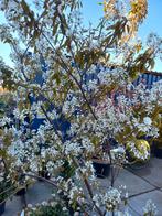 meerstammige Krentenboom, Photinia , Olijfwilg, Berk, Ophalen, Volle zon, Overige soorten, 100 tot 250 cm